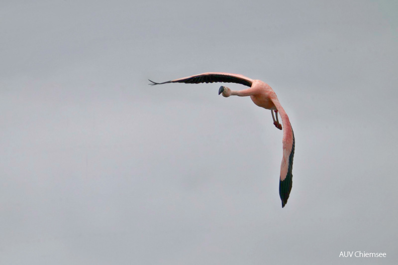 Chileflamingo
Mit einem Klick! zur Fotogeschichte mit weiteren Bildern
Beobachtungsturm Irschener Winkel / 30. Januar 2021 / Foto: Alexander Kraus
AktNatBeo-210130-ka-Flamingo--1.jpg