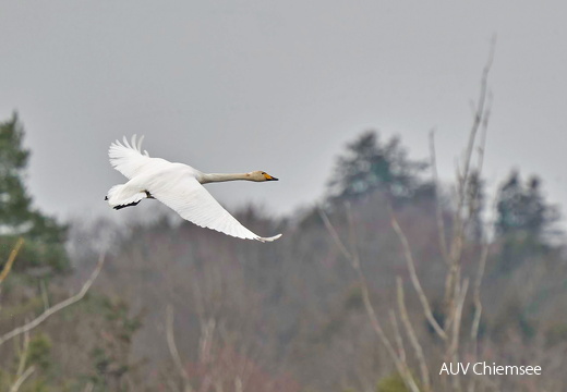 Singschwan