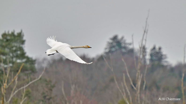 Singschwan
Mit einem Klick! zur Fotogeschichte mit weiteren Bildern
Beobachtungsturm Irschener Winkel / 30. Januar 2021 / Foto: Alexander Kraus
AktNatBeo-210130-ka-Singschwan--2.jpg