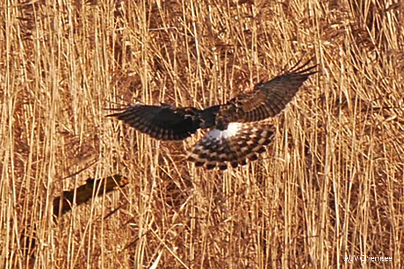 AktNatBeo-210208-ja-5_Anflug_Kornweihe-Ausschnitt-1140pix.jpg