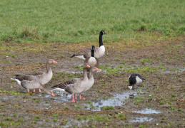 Gänsegruppe