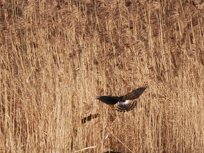 Anflug der Kornweihe