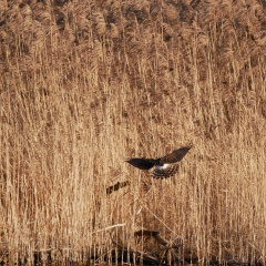 Anflug der Kornweihe