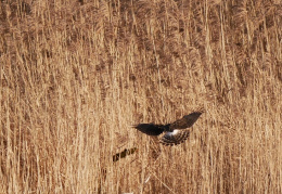 Anflug der Kornweihe