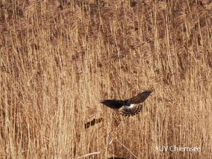 Anflug der Kornweihe