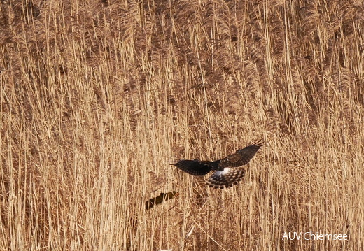 Anflug der Kornweihe