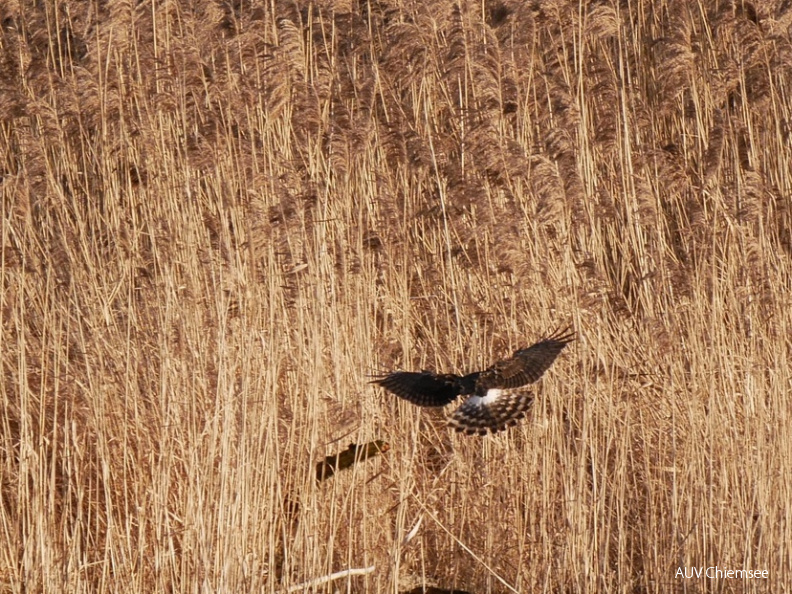 Anflug der Kornweihe