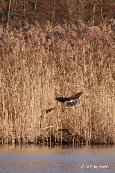 Anflug einer KornweiheGänsegruppe
Mit einem Klick! zur Fotogeschichte mit weiteren Bildern
Schafwaschener Bucht / 8. Februar 2021 / Foto: Johannes Almer
AktNatBeo-210208-ja-5_Anflug_Kornweihe.jpg