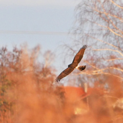 Kornweihe - Suchflug