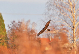 Kornweihe - Suchflug