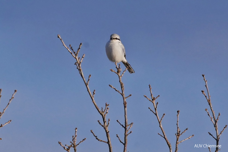 Raubwürger
Mit einem Klick! zur Fotogeschichte mit weiteren Bildern
Schafwaschener Bucht / 8. Februar 2021 / Foto: Johannes Almer
AktNatBeo-210208-ja-6_Raubwuerger-1140pix.jpg