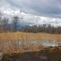 Landschaft in der Hirschauer Bucht