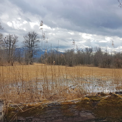 Landschaft in der Hirschauer Bucht
