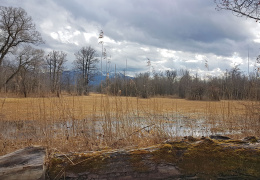 Landschaft in der Hirschauer Bucht