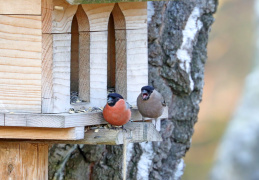 Gimpel - Männchen und Weibchen