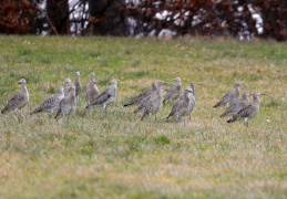 Großer Brachvogel