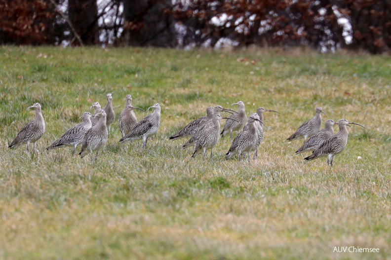 AktNatBeo-210217-hw-15_Grosser_Brachvogel_Seebrucker_Wiesen_02.2021_8C3A9656.jpg