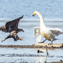 Seeadler & Singschwan