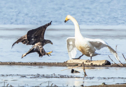 Seeadler & Singschwan