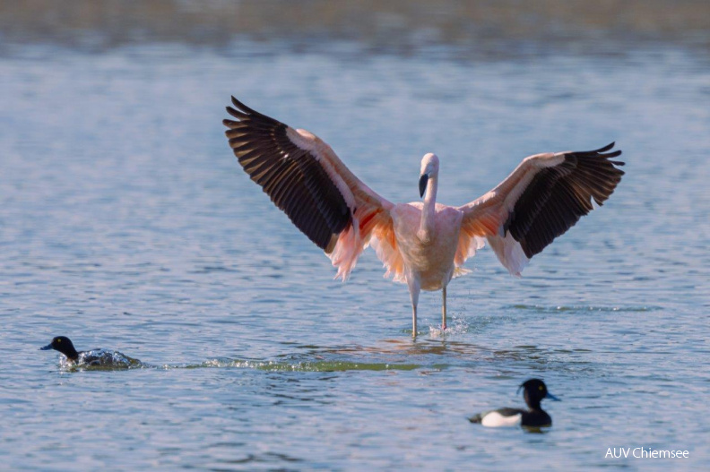 Flamingo
Mit einem Klick! zur Fotogeschichte mit weiteren Bildern
Beobachtungsturm Irschener Winkel / 20. Februar 2021 / Foto: Andreas Hartl
AktNatBeo-210220-ah-09_Flamingo_Irschn._Winkl.jpg