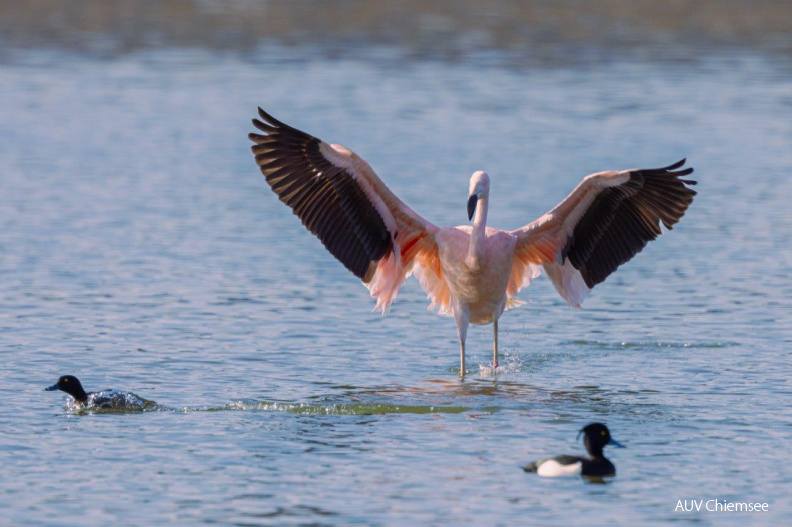 AktNatBeo-210220-ah-09_Flamingo_Irschn._Winkl.jpg