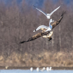 Seeadler & Möwen