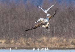 Seeadler & Möwen