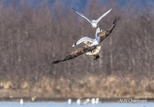 Seeadler & Möwen