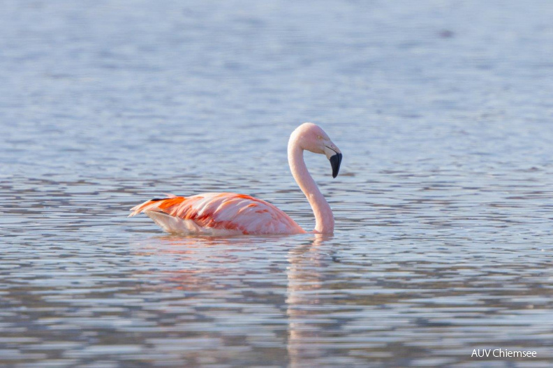 Flamingo
Mit einem Klick! zur Fotogeschichte mit weiteren Bildern
Beobachtungsturm Irschener Winkel / 20. Februar 2021 / Foto: Andreas Hartl
AktNatBeo-210220-ah-10_Flamingo__Irsch._Winkl.jpg