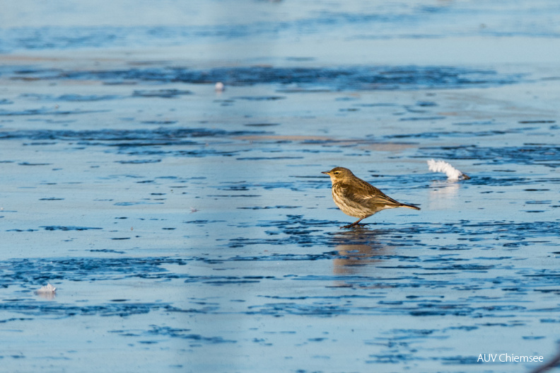 Bergpieper
Mit einem Klick! zur Fotogeschichte mit weiteren Bildern
Turm Hirschauer Bucht / 12. Februar 2021 / Foto: Thomas Alberer
AktNatBeo-210212-ta-04_HB_Bergpieper.jpg