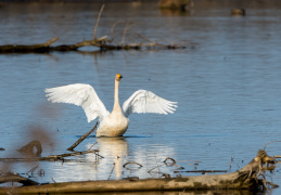 Singschwan