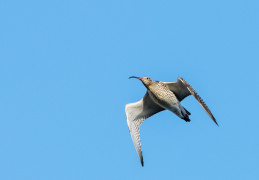 Großer-Brachvogel