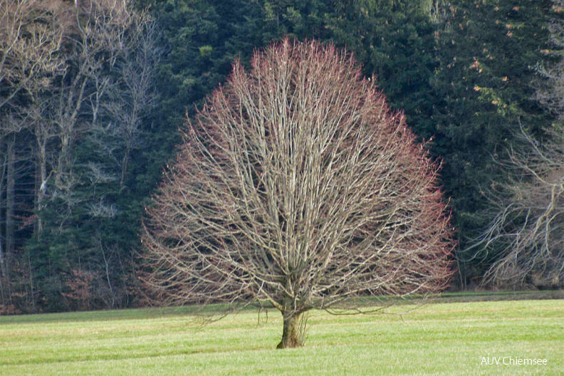 Filigrane Baumkrone im Frühjahr
Mit einem Klick! zur Fotogeschichte mit weiteren Bildern
südwestlich vom Chiemsee/ 7. März 2021 / Foto: Anton Hötzelsperger
AktNatBeo-210307-ha-unbelaubte_Baumkronen-kl-IMG_6297-1140pix.jpg