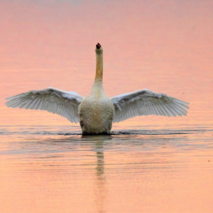 Höckerschwan im Abendlicht 