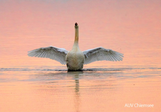 Höckerschwan im Abendlicht 