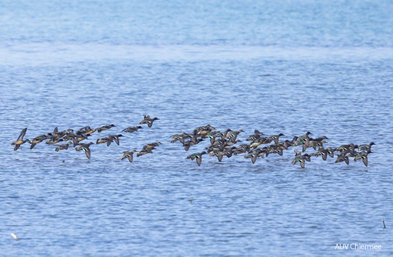 Krickenten
Mit einem Klick! zur Fotogeschichte mit weiteren Bildern
Beobachtungsturm Hirschauer Bucht / 8., 9. März 2021 / Foto: Andreas Hartl
AktNatBeo-210309-ah-4_Krickenten_HB.jpg