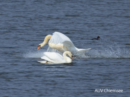 Höckerschwan imponiert Weibchen