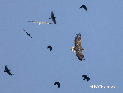 Seeadler wird von Raben attackiert