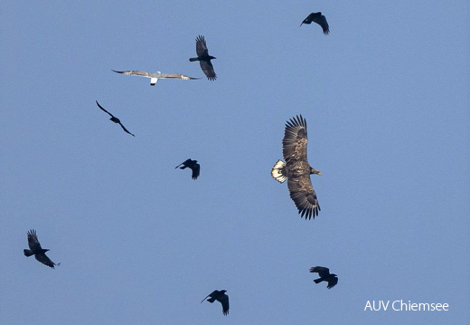 Seeadler wird von Raben attackiert