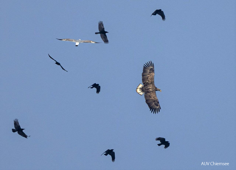 Seeadler wird von Raben attackiert
Mit einem Klick! zur Fotogeschichte mit weiteren Bildern
Beobachtungsturm Hirschauer Bucht / 8., 9. März 2021 / Foto: Andreas Hartl
AktNatBeo-210309-ah-6_Seeadler_wird_von_Raben_attackiert_HB.jpg