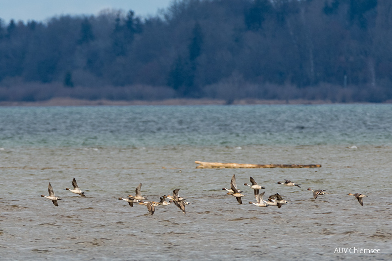 Spiessenten
Mit einem Klick! zur Fotogeschichte mit weiteren Bildern
Beobachtungsturm Hirschauer Bucht / 12. März 2021 / Foto: Thomas Alberer
AktNatBeo-210312-ta-09_HB-Spiessenten.jpg