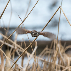 Rohrammer im Anflug