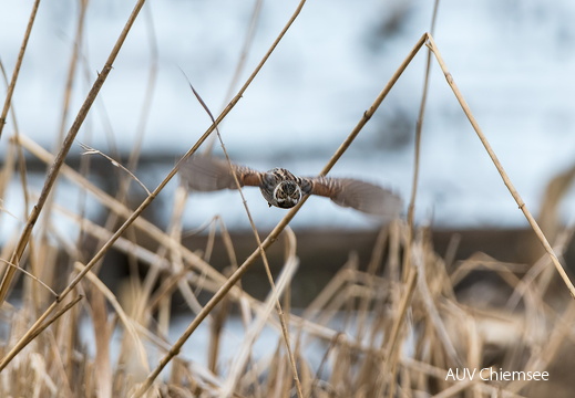 Rohrammer im Anflug