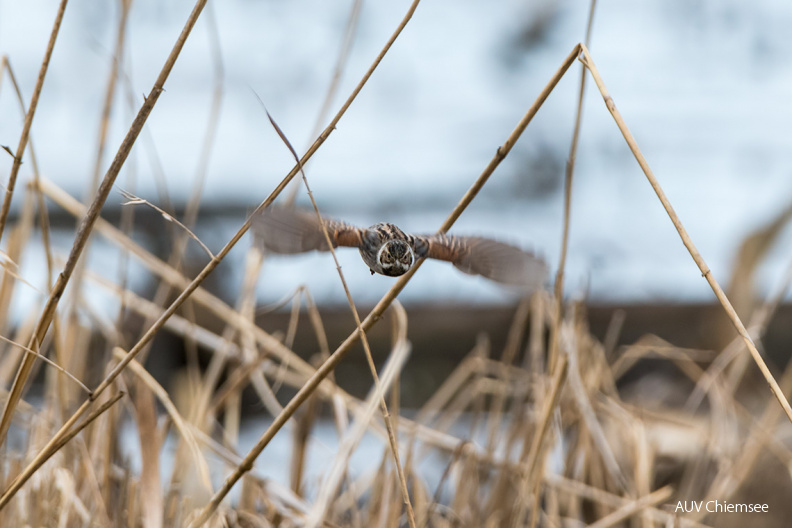 AktNatBeo-210312-ta-10_HB-Rohrammer.jpg