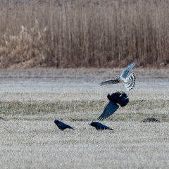 Kornweihe und Krähen