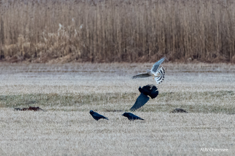 Kornweihe mit drei Krähen
Mit einem Klick! zur Fotogeschichte mit weiteren Bildern
Grabenstätter Moos / 12. März 2021 / Foto: Thomas Alberer
AktNatBeo-210312-ta-04_GrabenstaetterMoos-Kornweihe.jpg