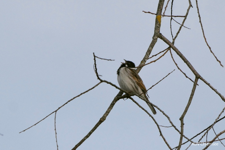 Rohrammer
Mit einem Klick! zur Fotogeschichte mit weiteren Bildern
Prienmündung / 13. März 2021 / Foto: Johannes Almer
AktNatBeo-210313-ja-3_Rohrammer.jpg
