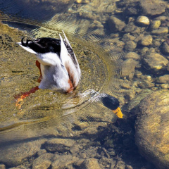 Stockente gründelt