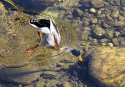 Stockente gründelt