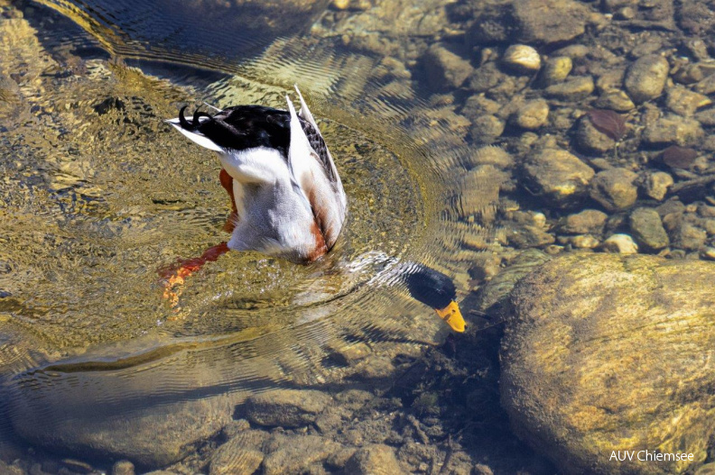 gründelnde Stockente
Mit einem Klick! zur Fotogeschichte mit weiteren Bildern
an der Prien im Eichental / 25. März 2021 / Foto: Andreas Hartl
AktNatBeo-210325-ah-Stockente_gruendelt_Prien_2.jpg